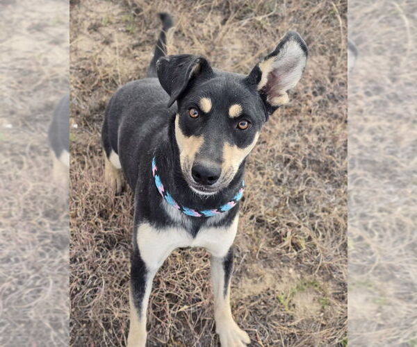 Medium Photo #7 Mutt Puppy For Sale in Lakewood, CO, USA