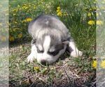 Small Photo #1 Siberian Husky Puppy For Sale in AINSWORTH, NE, USA