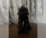 Small #8 Cockapoo