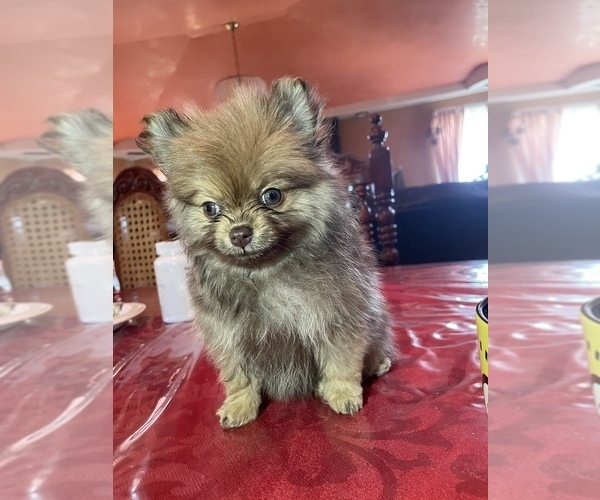 Medium Photo #3 Pomeranian Puppy For Sale in OAKLAND, CA, USA