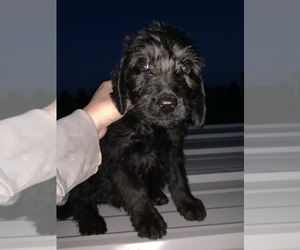 Sheepadoodle Puppy for sale in BUXTON, ND, USA