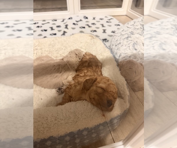Medium Photo #13 Poodle (Toy) Puppy For Sale in EXCELSIOR SPRINGS, MO, USA