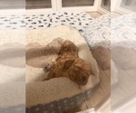 Small Photo #13 Poodle (Toy) Puppy For Sale in EXCELSIOR SPRINGS, MO, USA