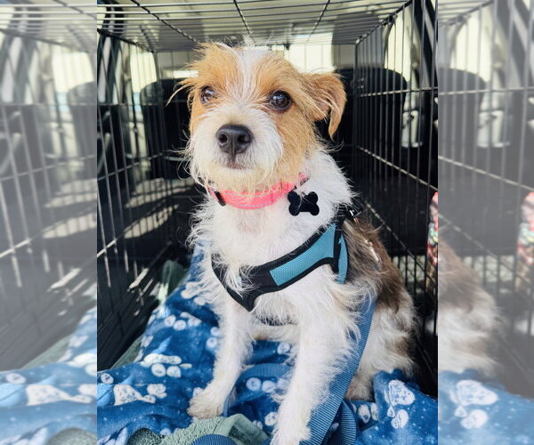 Medium Photo #2 Mutt Puppy For Sale in Marina Del Rey, CA, USA