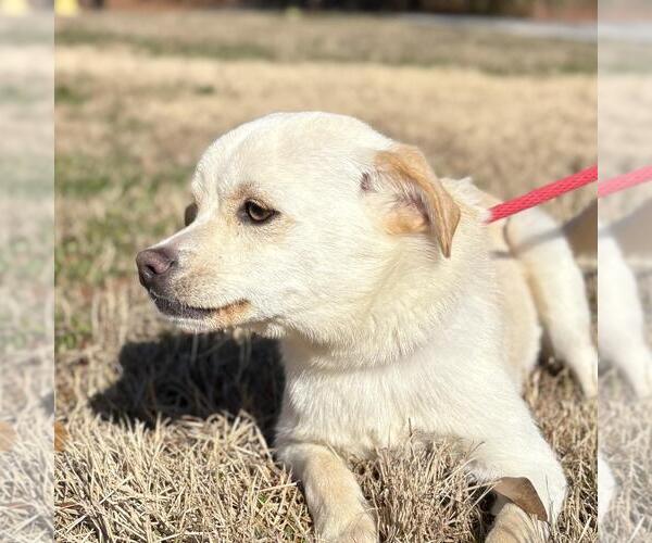 Medium Photo #1 Chihuahua-Unknown Mix Puppy For Sale in Yardley, PA, USA