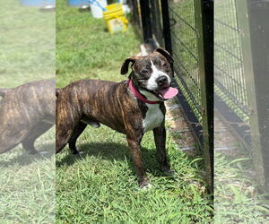 American Pit Bull Terrier Dogs for adoption in Virginia Beach, VA, USA