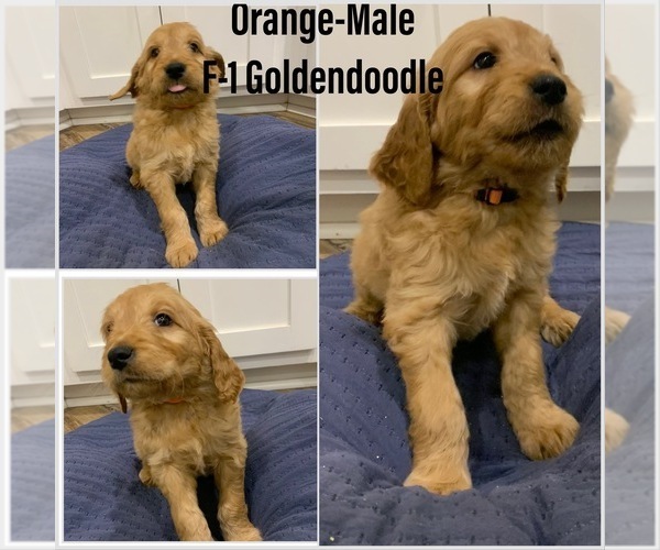 Medium Photo #1 Goldendoodle Puppy For Sale in CALIMESA, CA, USA