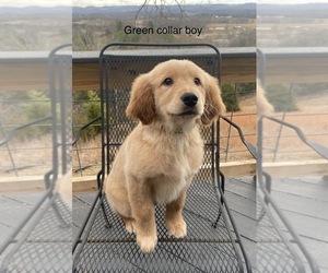 Golden Retriever Puppy for sale in GREENEVILLE, TN, USA