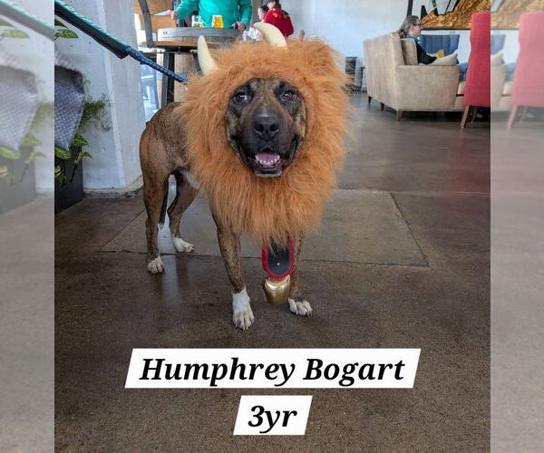 Medium Photo #5 American Staffordshire Terrier-Mastiff Mix Puppy For Sale in Chester, VA, USA