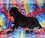 Small Photo #5 Great Dane Puppy For Sale in SPRAGGS, PA, USA