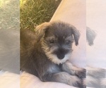 Small #10 Schnauzer (Miniature)