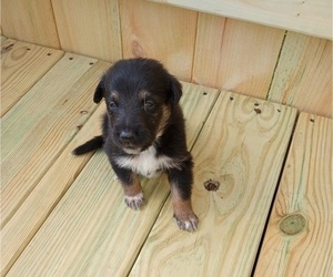 German Shepherd Dog-Unknown Mix Puppy for sale in WISC RAPIDS, WI, USA