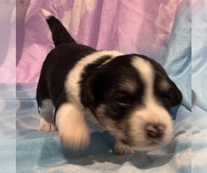 Pembroke Welsh Corgi-Poodle (Miniature) Mix Puppy for sale in LONGMONT, CO, USA