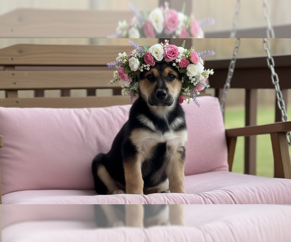 Medium Photo #1 Dalmatian-German Shepherd Dog Mix Puppy For Sale in MIDWAY, UT, USA