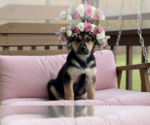 Small Dalmatian-German Shepherd Dog Mix