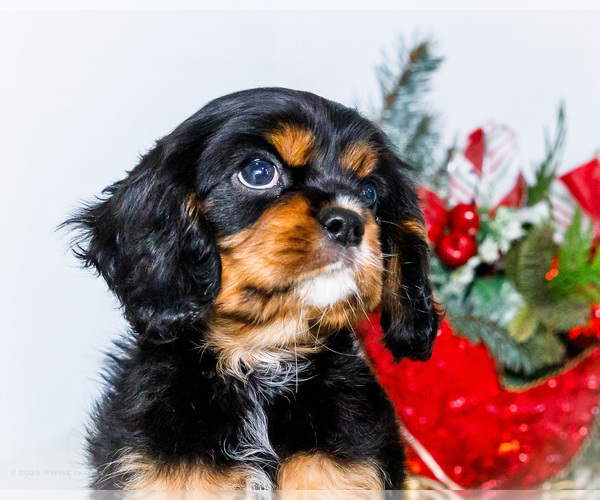Medium Photo #2 Cavalier King Charles Spaniel Puppy For Sale in WAKARUSA, IN, USA