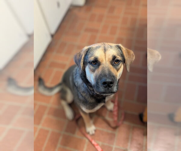 Medium Photo #11 German Shepherd Dog-Unknown Mix Puppy For Sale in Canton, CT, USA