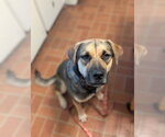 Small #10 German Shepherd Dog Mix