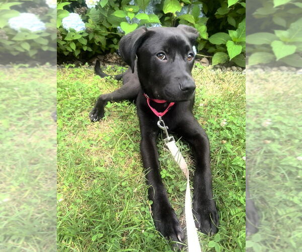 Medium Photo #15 Labrador Retriever-Unknown Mix Puppy For Sale in Brewster, NY, USA