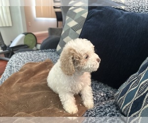 Poochon Puppy for sale in WEST BLOOMFIELD, MI, USA