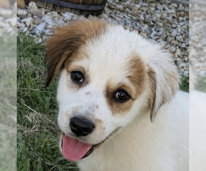 Aussie Pyrenees Dogs for adoption in Dallas, TX, USA