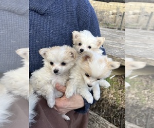 Chiranian Puppy for sale in HUDSON, NY, USA