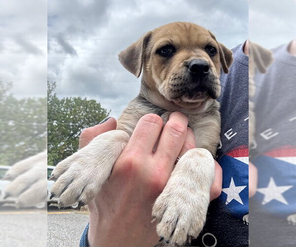 Medium Photo #10 Labrador Retriever-Unknown Mix Puppy For Sale in Jefferson, NJ, USA