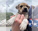 Small #9 Labrador Retriever Mix