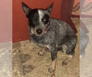 Father of the Australian Cattle Dog-Catahoula Leopard Dog Mix puppies born on 05/02/2022