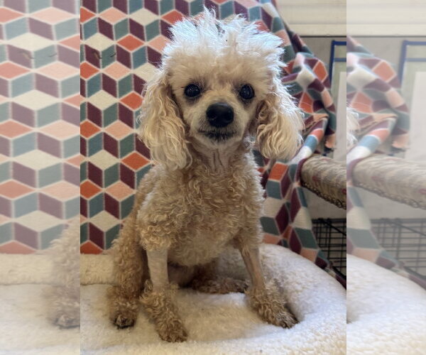 Medium Photo #2 Poodle (Miniature) Puppy For Sale in Pacolet, SC, USA