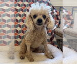 Small #1 Poodle (Miniature)