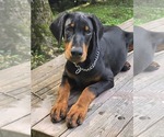 Small #7 Doberman Pinscher