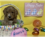 Small Photo #17 English Cream Golden Retriever-Poodle (Standard) Mix Puppy For Sale in DEARBORN, MO, USA