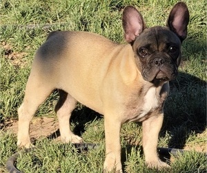 French Bulldog Puppy for sale in SPRINGFIELD, OR, USA