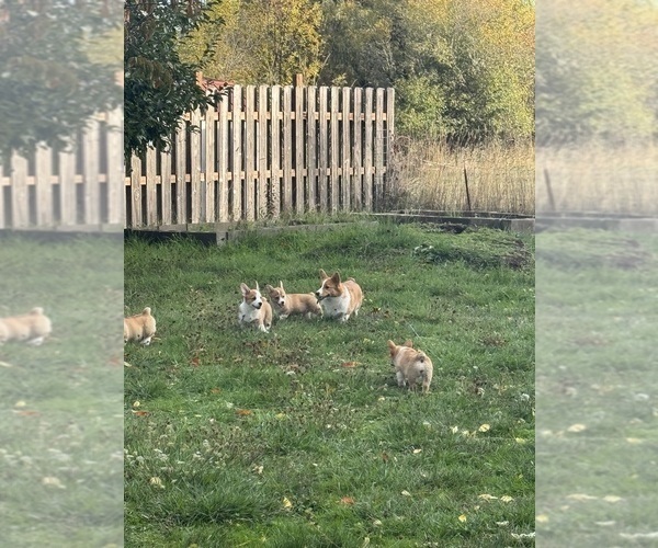 Medium Photo #2 Pembroke Welsh Corgi Puppy For Sale in PHILOMATH, OR, USA