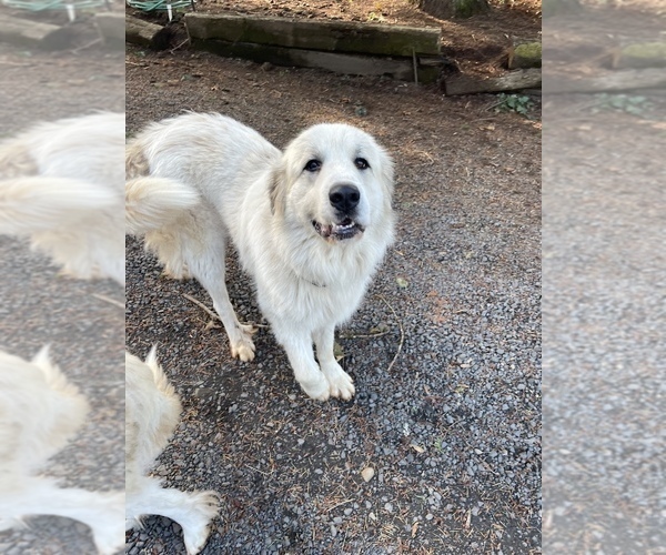 Medium Photo #6 Great Pyrenees Puppy For Sale in SILVERTON, OR, USA
