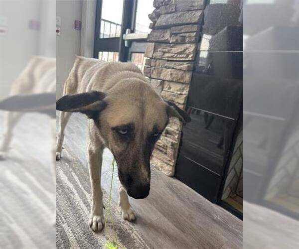 Medium Photo #1 German Shepherd Dog Puppy For Sale in Houston, TX, USA