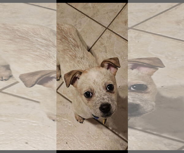 Medium Photo #3 Mutt Puppy For Sale in Garden City, NY, USA