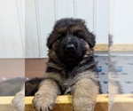 Puppy Green boy German Shepherd Dog