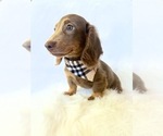 Small #7 Dachshund