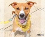 Small #4 Beagle Mix