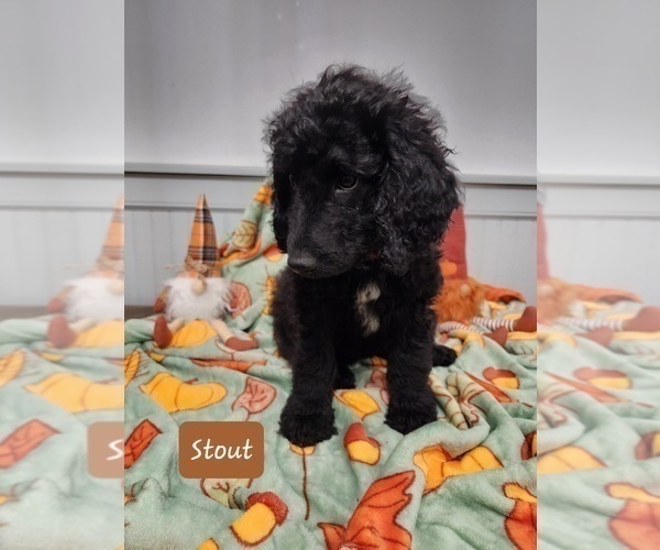Medium Photo #3 Goldendoodle Puppy For Sale in S HARRISN TWP, NJ, USA