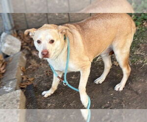 Labrador Retriever-Unknown Mix Dogs for adoption in Tulsa, OK, USA