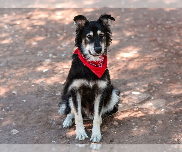 Medium Photo #2 Border Collie-Unknown Mix Puppy For Sale in San Andreas, CA, USA