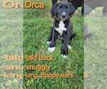 Puppy Orca Labrador Retriever-Saint Bernard Mix