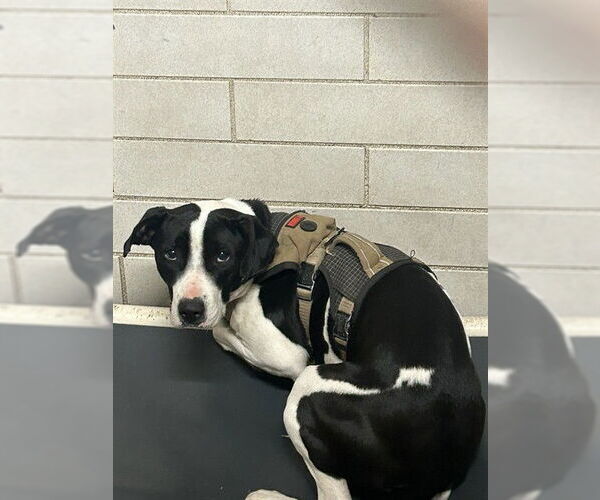 Medium Photo #1 Mutt Puppy For Sale in Stockton, CA, USA