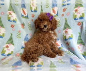 Cavapoo Puppy for sale in LAKELAND, FL, USA