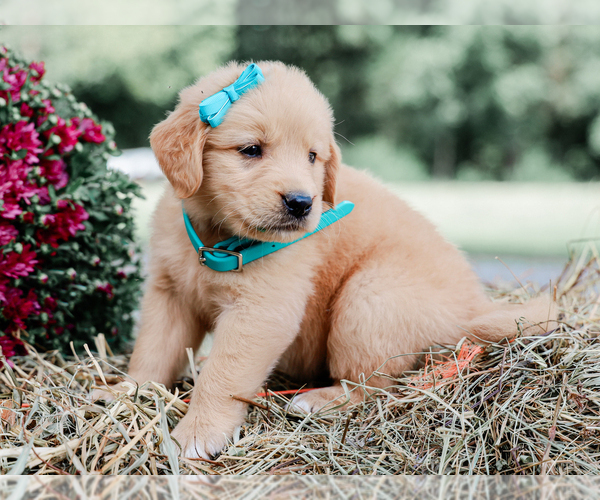 Medium Photo #5 Golden Retriever Puppy For Sale in LIBERTY, KY, USA