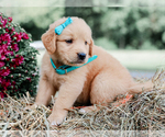 Small #4 Golden Retriever