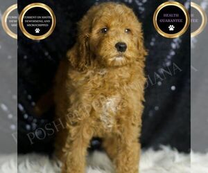 Goldendoodle (Miniature) Puppy for sale in WARSAW, IN, USA